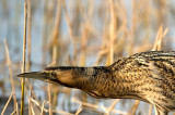 D4S_9102G roerdomp (Botaurus stellaris, Eurasian Bittern).jpg