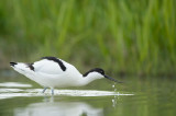 D4S_8116F kluut (Recurvirostra avosetta, Pied Avocet).jpg