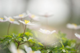 D4S_1057F bosanemoon (Anemone nemorosa, Wood anemone).jpg