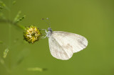 D4S_4256F boswitje (Leptidea sinapis, Wood white).jpg