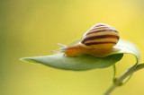 D4S_4046F gewone tuinslak (Cepaea nemoralis, grove snail or brown-lipped snail).jpg
