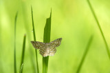D4S_4373F klaverspanner (Chiasmia clathrata, Latticed heath).jpg