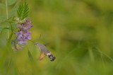 D4S_4143F kolibrievlinder (Macroglossum stellatarum, Hummingbird Hawk-moth).jpg