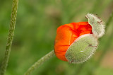 D4S_3987F grote klaproos (Papaver rhoeas, Common poppy).jpg