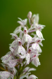 D4S_4424F gevlekte orchis (Dactylorhiza maculata subsp. maculata).jpg