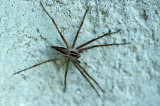 D4S_2921F kraamwebspin (Pisaura mirabilis, Nursery Web Spider).jpg