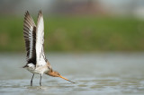 D4S_2743F grutto (Limosa Limosa, Black-tailed Godwit).jpg