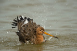 D4S_3340F grutto (Limosa Limosa, Black-tailed Godwit).jpg