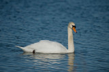 D4S_8267F knobbelzwaan (Cygnus olor, Mute Swan).jpg