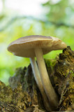 D4S_5206F gewone hertenzwam (Pluteus cervinus, Deer shield).jpg