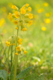 D4S_9895F gulden sleutelbloem (Primula veris, common cowslip).jpg