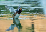 D4S_7238F kuifduiker (Podiceps auritus, Horned Grebe).jpg