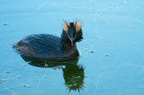 D4S_7050F kuifduiker (Podiceps auritus, Horned Grebe).jpg