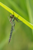 D4S_7978F glassnijder (Brachytron pratense, Hairy Dragonfly).jpg