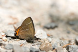 D4S_9931F iepenpage (Satyrium w-album, white-letter hairstreak).jpg