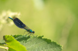 D4S_7513F weidebeekjuffer (Calopteryx splendens, Western Demoiselle).jpg