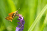 D4S_7604F groot dikkopje (Ochlodes sylvanus, Large skipper).jpg