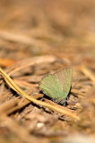 D4S_6624F groentje (Callophrys rubi, Green hairstreak).jpg