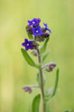 D4S_8406F gewone ossentong (Anchusa officinalis, Common bugloss).jpg