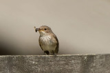 D4S_8357F grauwe vliegenvanger (Muscicapa striata, Spotted Flycatcher).jpg