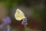 D4S_9816F klein koolwitje (Pieris rapae, Small White).jpg