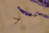 D4S_9729F kolibrievlinder (Macroglossum stellatarum, Hummingbird Hawk-moth).jpg