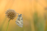 D4S_3438F dambordje (Melanargia galathea, Marbled White).jpg