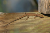 D4S_2563F muurhagedis (Podarcis muralis, Common wall lizard).jpg