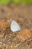 D4S_1653F boomblauwtje (Celastrina argiolus, Holy Blue).jpg