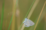 D4S_0653F staartblauwtje (Cupido argiades, Short-tailed blue).jpg