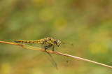 D4S_1094F gewone oeverlibel (Orthetrum cancellatum, Black-tailed Skimmer).jpg