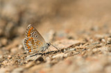 D4S_3020F bruin blauwtje (Aricia agestis, voorheen Plebeius agestis, Brown argus).jpg