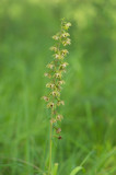 D4S_3280F brede wespenorchis (Epipactis helleborine, Broad-leaved helleborine).jpg
