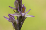 D4S_2023F paarse aspergeorchis (Limodorum abortivum, Violet Limodore).jpg