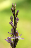 D4S_2027F paarse aspergeorchis (Limodorum abortivum, Violet Limodore).jpg