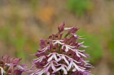 D4S_2079F purperorchis (Orchis purpurea, Lady orchid).jpg