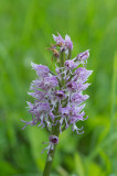D4S_2085F aapjesorchis (Orchis simia, Monkey orchid).jpg