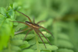 D4S_4061F oeverspin (Dolomedes species, Fishing spider).jpg