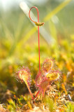 D4S_3973F kleine zonnedauw (Drosera intermedia, Oblong-leaved sundew).jpg