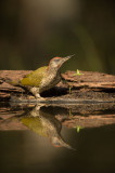 D4S_5285F groene specht (Picus viridis, Green Woodpecker) juv..jpg