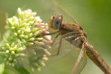 D4S_5031F vuurlibel (Crocothemis erythraea, Common scarlet-darter) vr..jpg