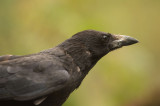 D4S_5457F zwarte kraai (Corvus corone, Carrion Crow).jpg
