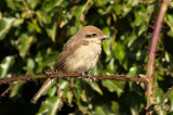 D4S_3602F bruine klauwier (Lanius cristatus, Brown Shrike).jpg