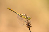 D4S_4702F steenrode heidelibel (Sympetrum vulgatum, Vagrant Dart).jpg