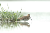 D4S_6360F watersnip (Gallinago gallinago, Common Snipe).jpg