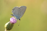 D4S_5661F staartblauwtje (Cupido argiades, Short-tailed blue).jpg