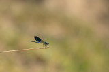 D4S_5520F weidebeekjuffer (Calopteryx splendens, Western Demoiselle).jpg