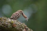 D40_2224F steenuil (Athene noctua, Little Owl).jpg