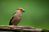 D4S_5867F appelvink (Coccothraustes coccothraustes, Hawfinch).jpg