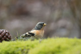 500_8145F keep (Fringilla montifringilla, Brambling).jpg